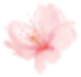 flower_2