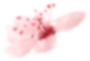flower_3