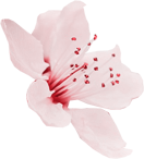 flower_5