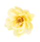 dch-hero-flower-10