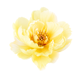 dch-hero-flower-11