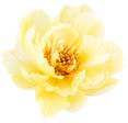 dch-hero-flower-13