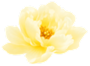 dch-hero-flower-9